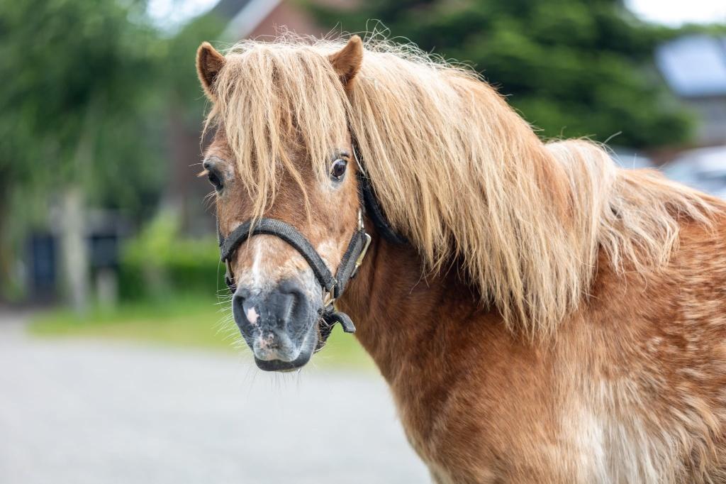 Super lieve shetlander ruin, Dieren en Toebehoren, Pony's, Ruin, A pony (tot 1.17m), 11 jaar of ouder, Met stamboom, Gechipt, Ontwormd