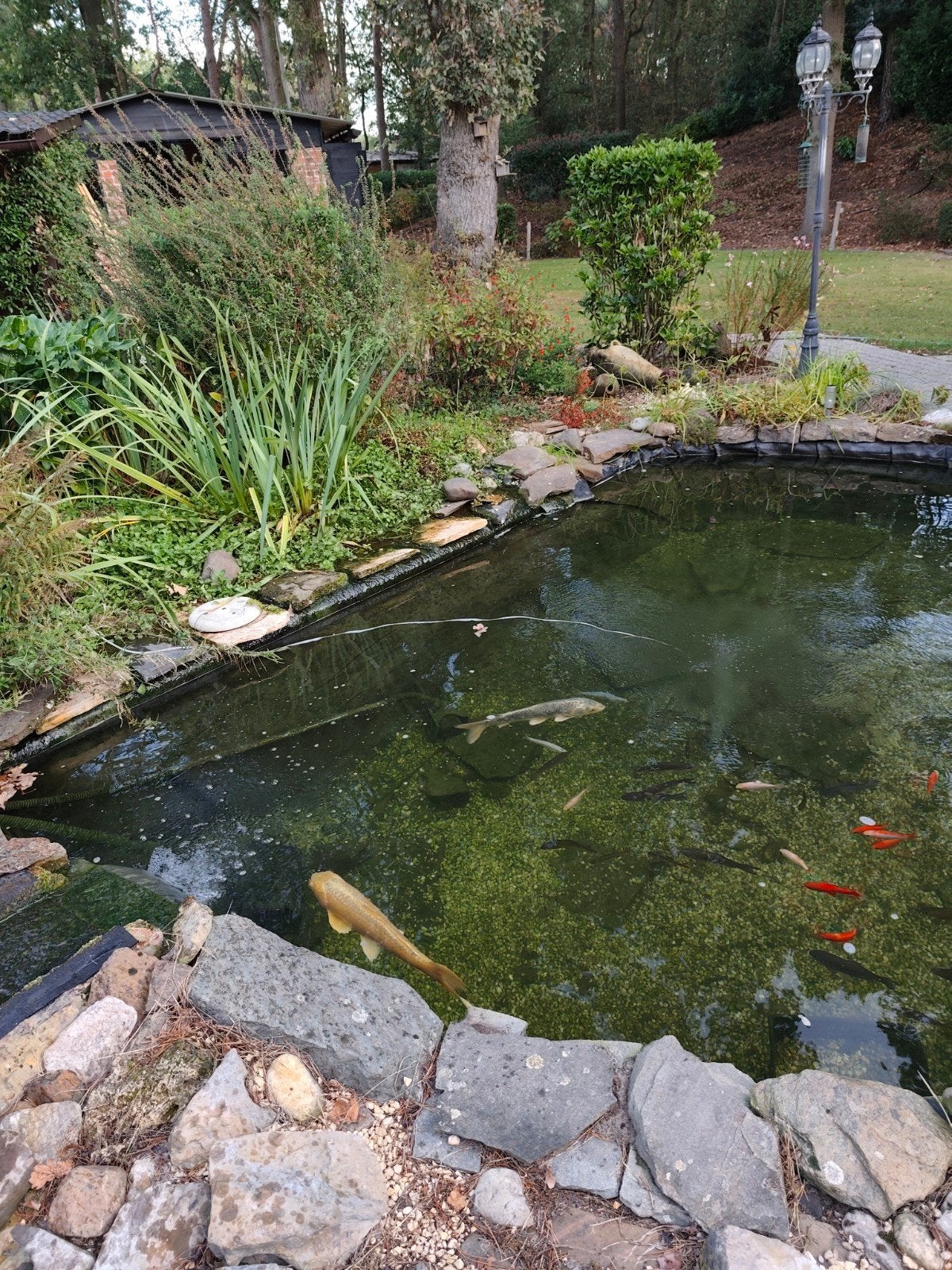gratis vijver stenen, Tuin en Terras, Ophalen