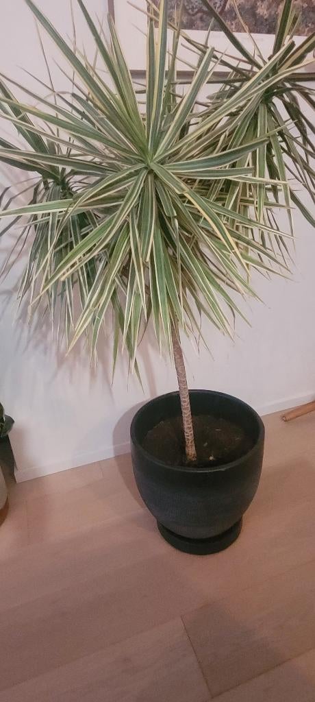 kamerplant, Huis en Inrichting, Kamerplanten, Ophalen
