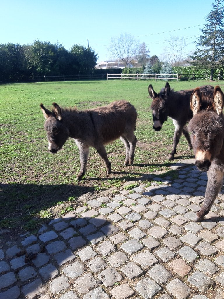 ezels, Meerdere dieren, 0 tot 2 jaar