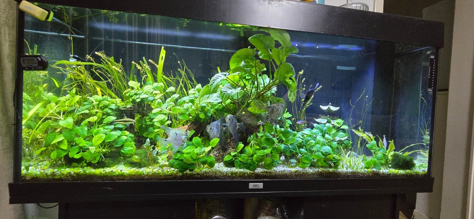 aquarium met vissen 400€, Animaux & Accessoires, Enlèvement ou Envoi