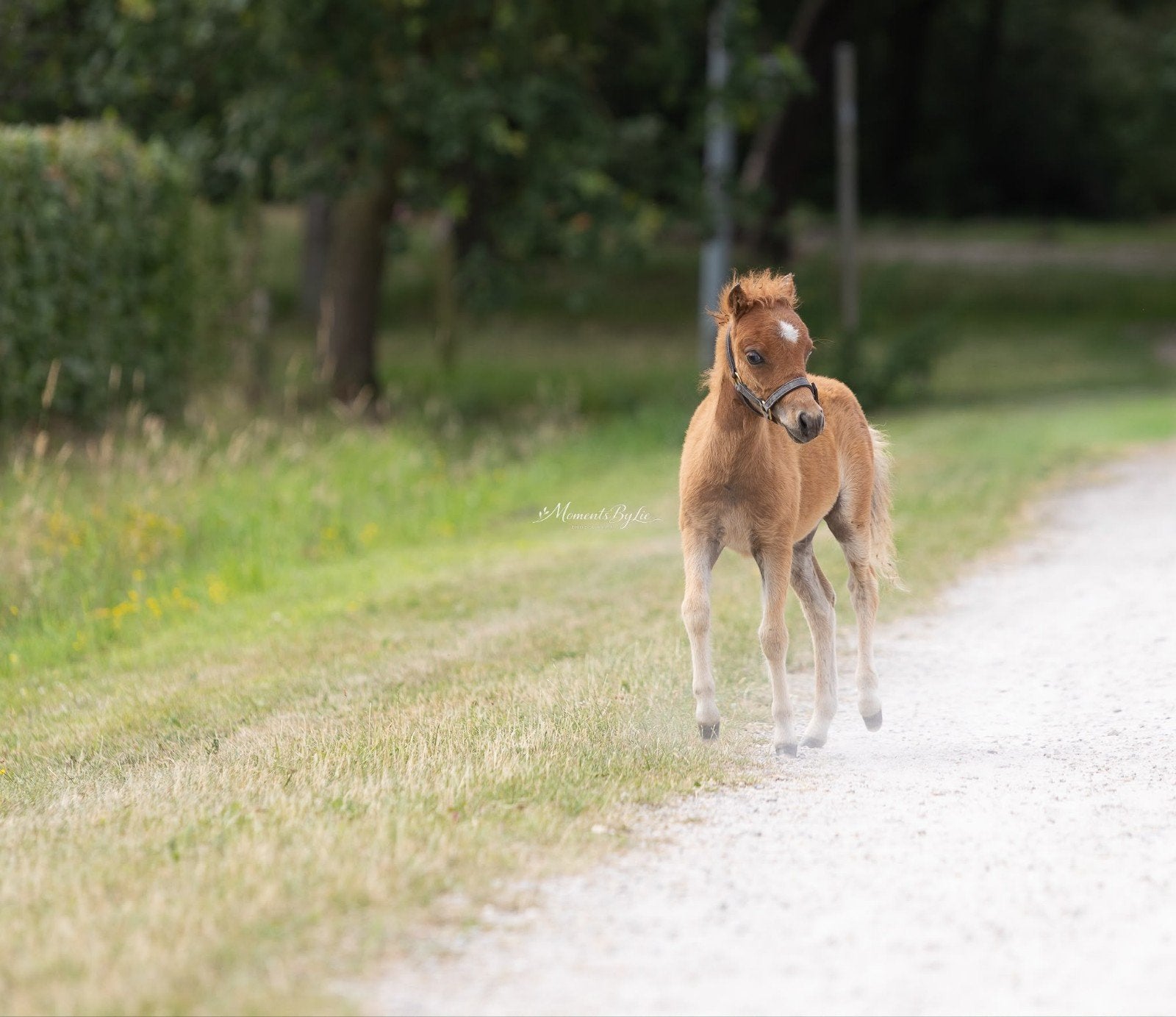 miniatuur paardje, Dieren en Toebehoren, Pony's, Hengst, Niet van toepassing, 0 tot 2 jaar, Met stamboom, Gechipt, Ontwormd, Ingeënt