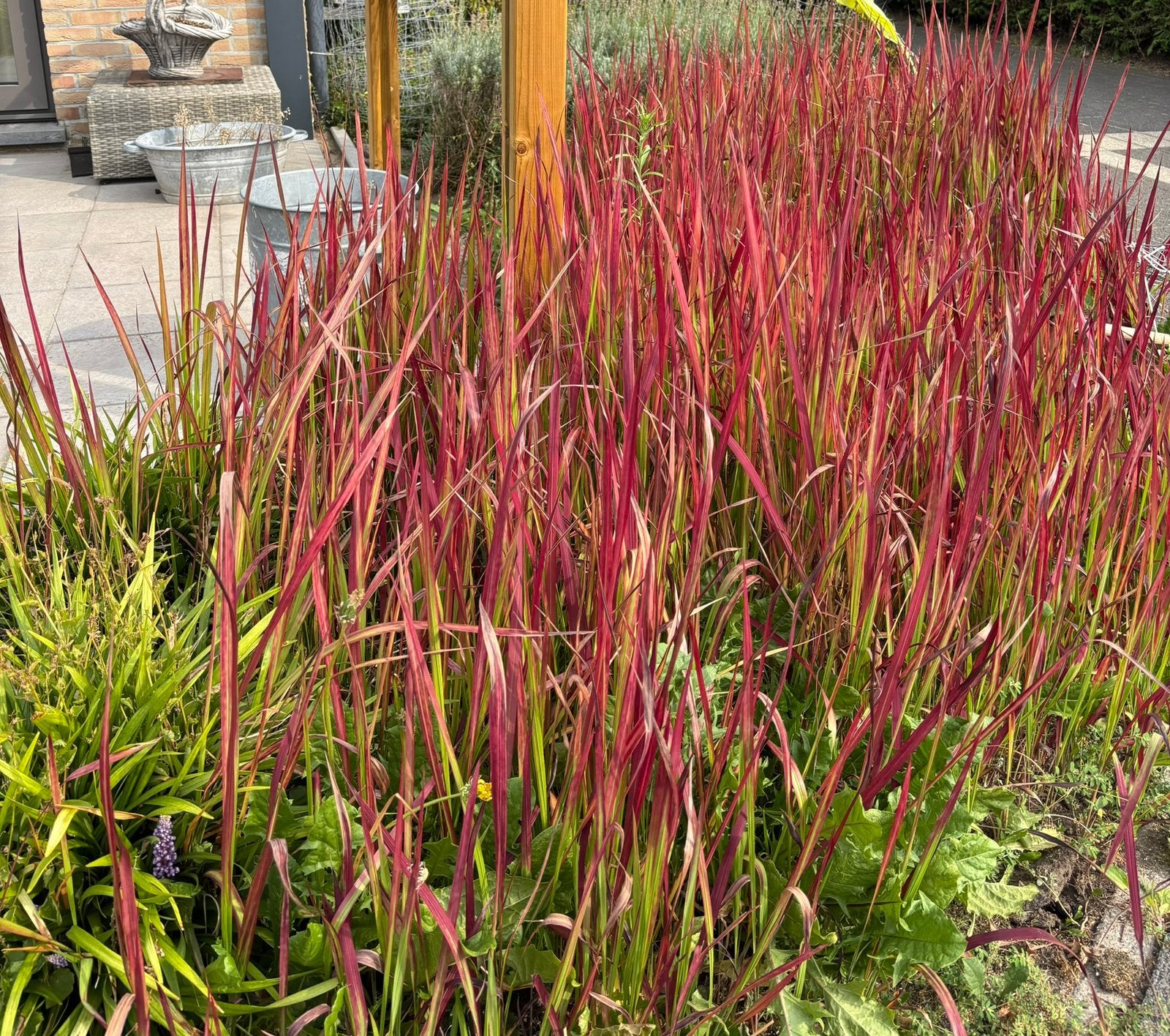 Siergras Red Baron, Tuin en Terras, Ophalen, Zomer, Vaste plant, Siergrassen