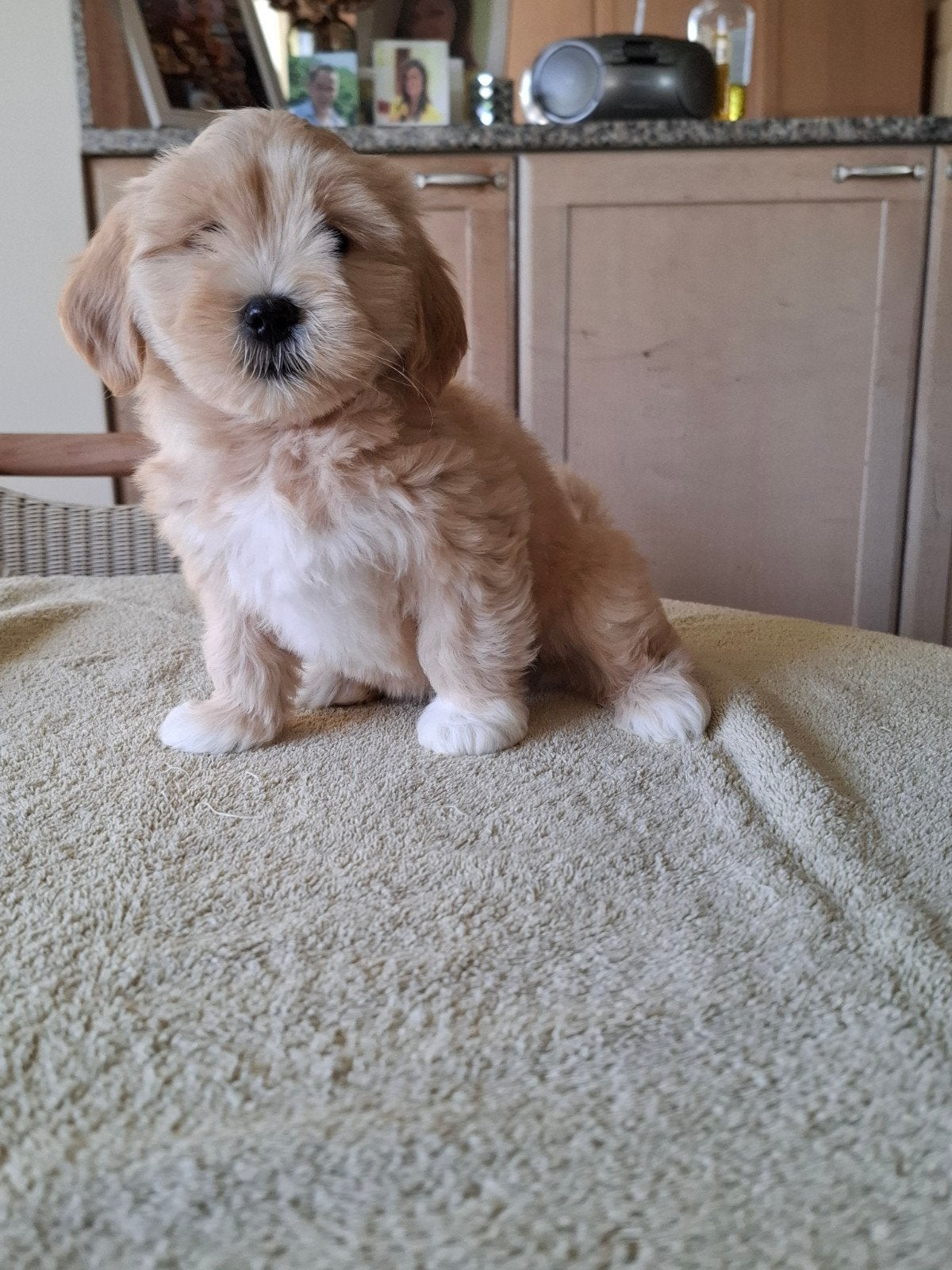 maltipoo pups, Dieren en Toebehoren, België, Maltezer, CDV (hondenziekte), 8 tot 15 weken