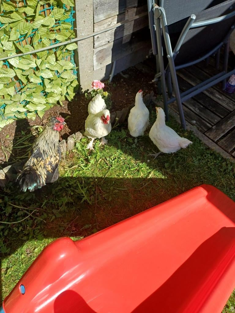 1 kip ( 5€) 3 haantjes gratis, Dieren en Toebehoren, Maart