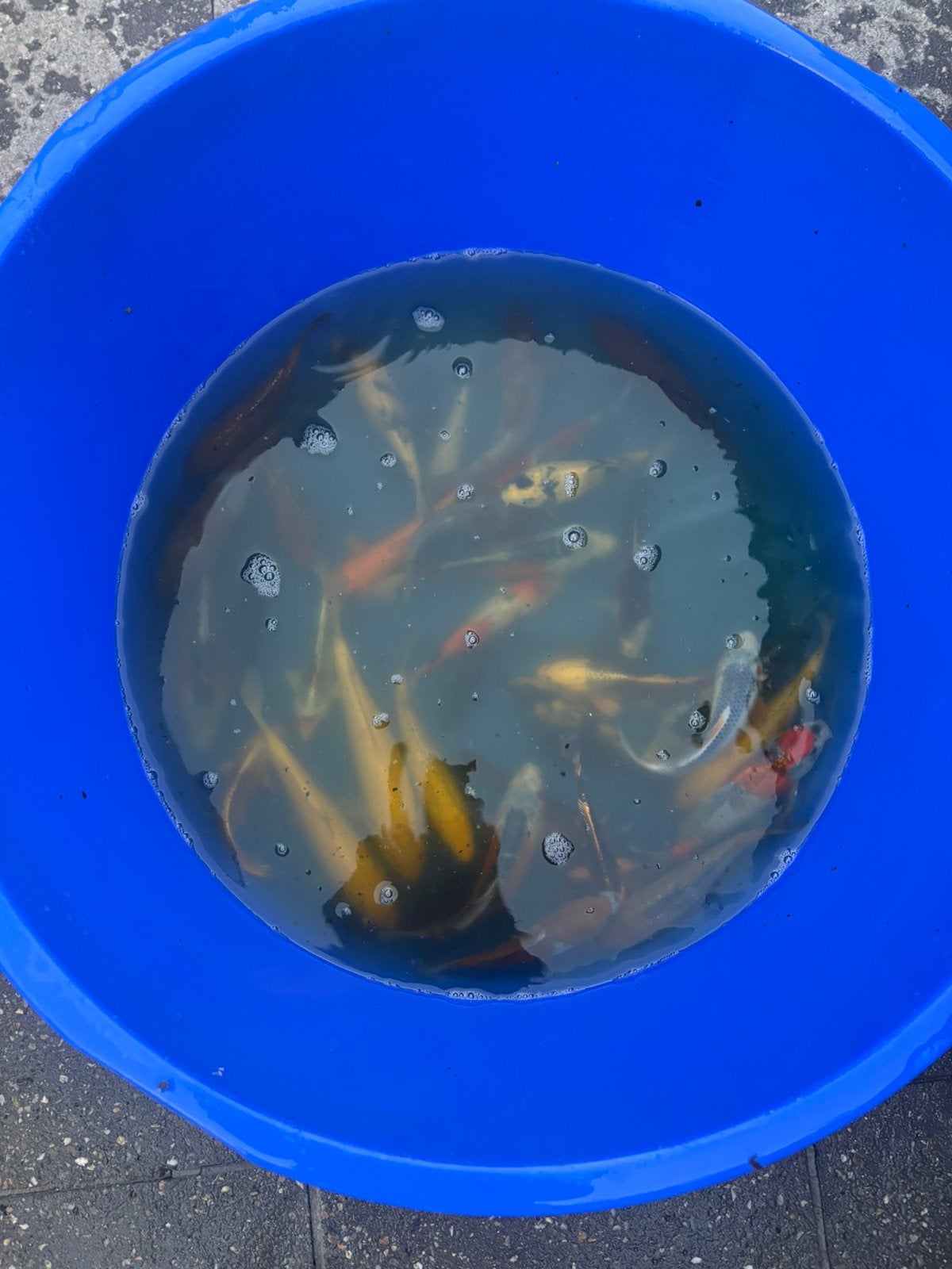 Japanse tossai mix, Dieren en Toebehoren, Vissen | Vijvervissen, Karper of Koi