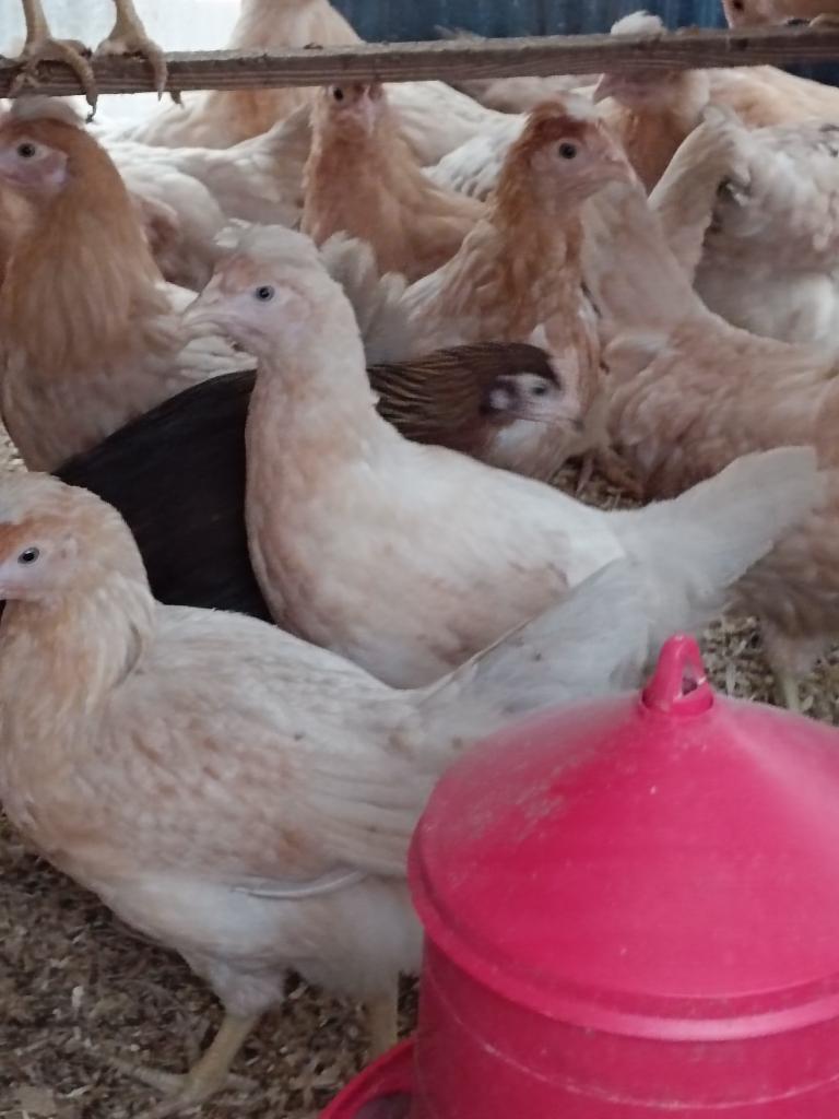 poussins d'un jour pondent oeufs coloré pour le 23 juin, Animaux & Accessoires, Femelle, Poule ou poulet