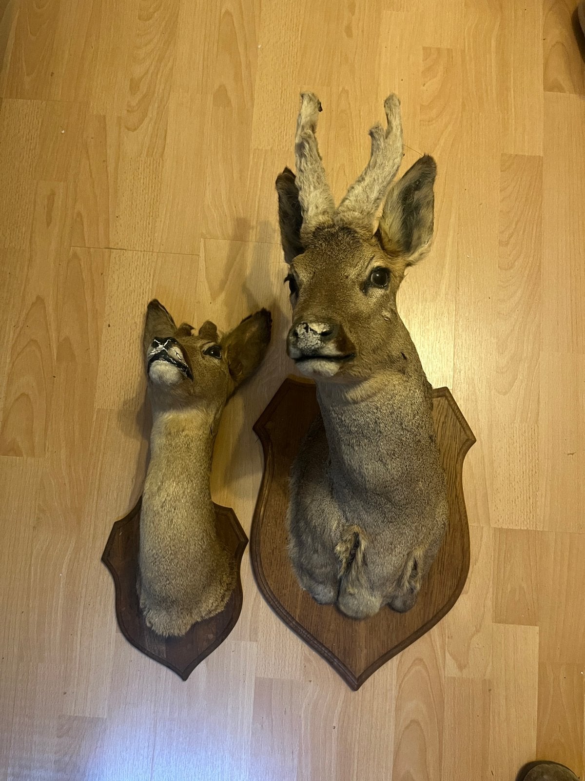 Opgezetten taxidermie herten, Verzamelen, Ophalen of Verzenden, Zo goed als nieuw