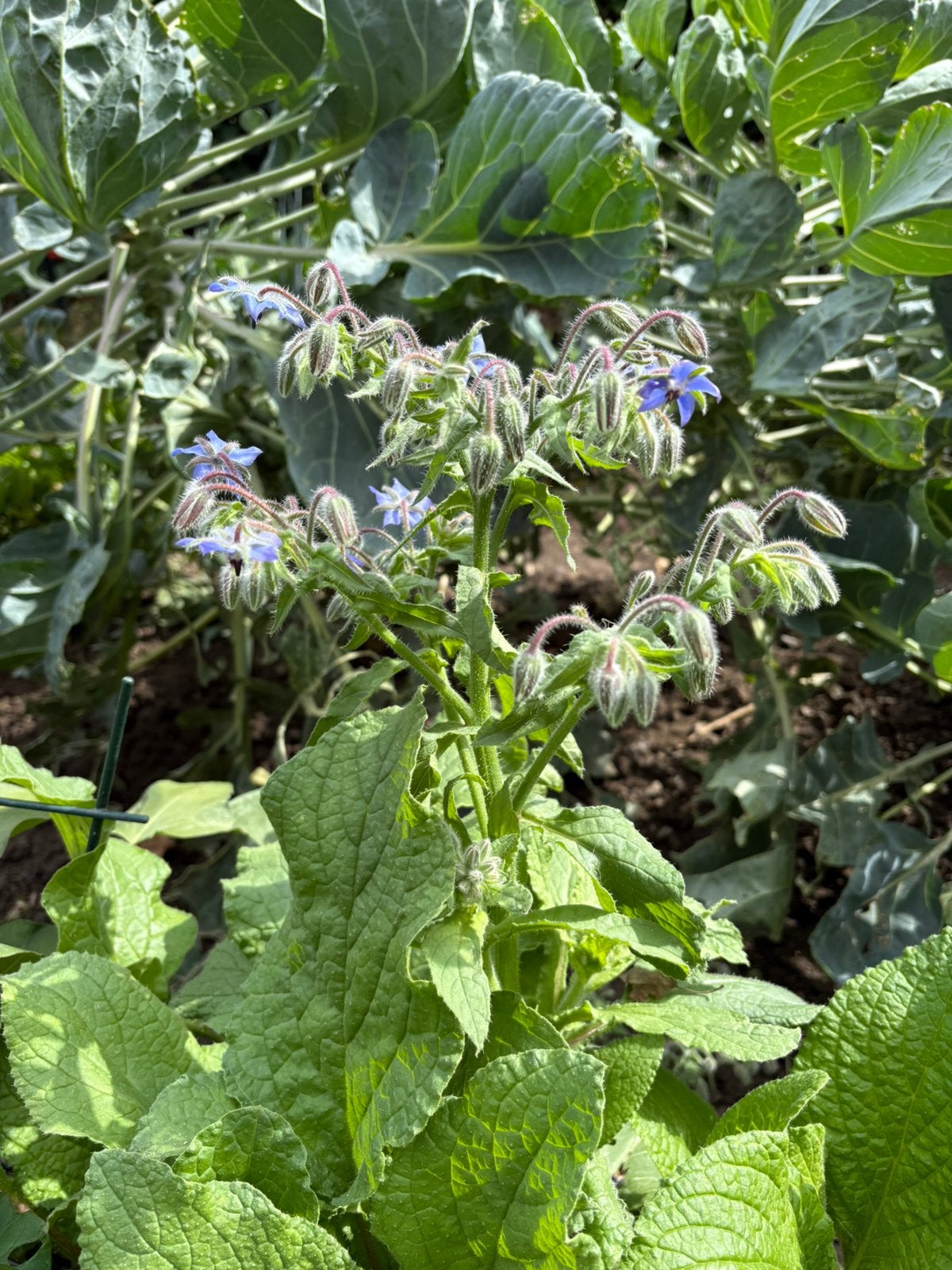 Plant de Bourache, Annuelle, Été, Enlèvement, Herbes