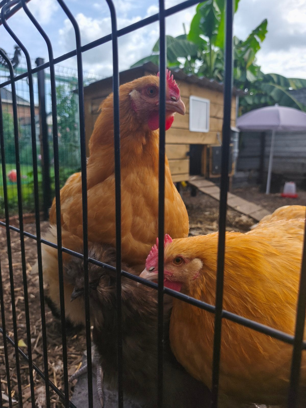 2 mooie orphinghton buff hanen, Dieren en Toebehoren