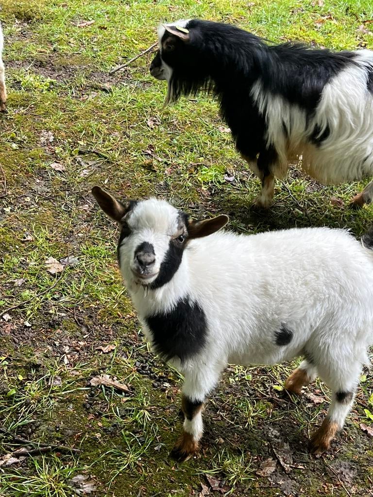Dwerggeiten bokje hoornloos, Dieren en Toebehoren, Schapen, Geiten en Varkens, Mannelijk, Geit, 0 tot 2 jaar