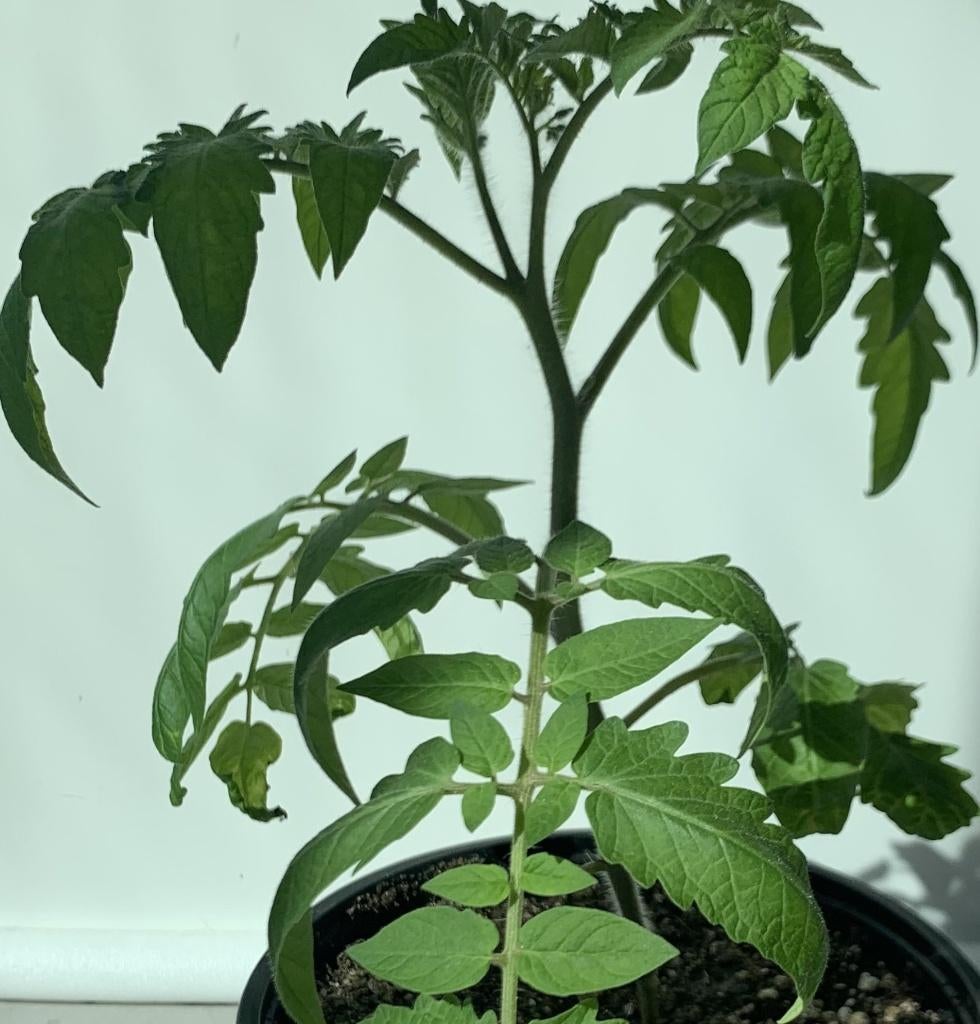 Minibel Tomaat – Bossige Cherrytomatensoort., Ophalen, Volle zon, Groenteplanten, Eenjarig