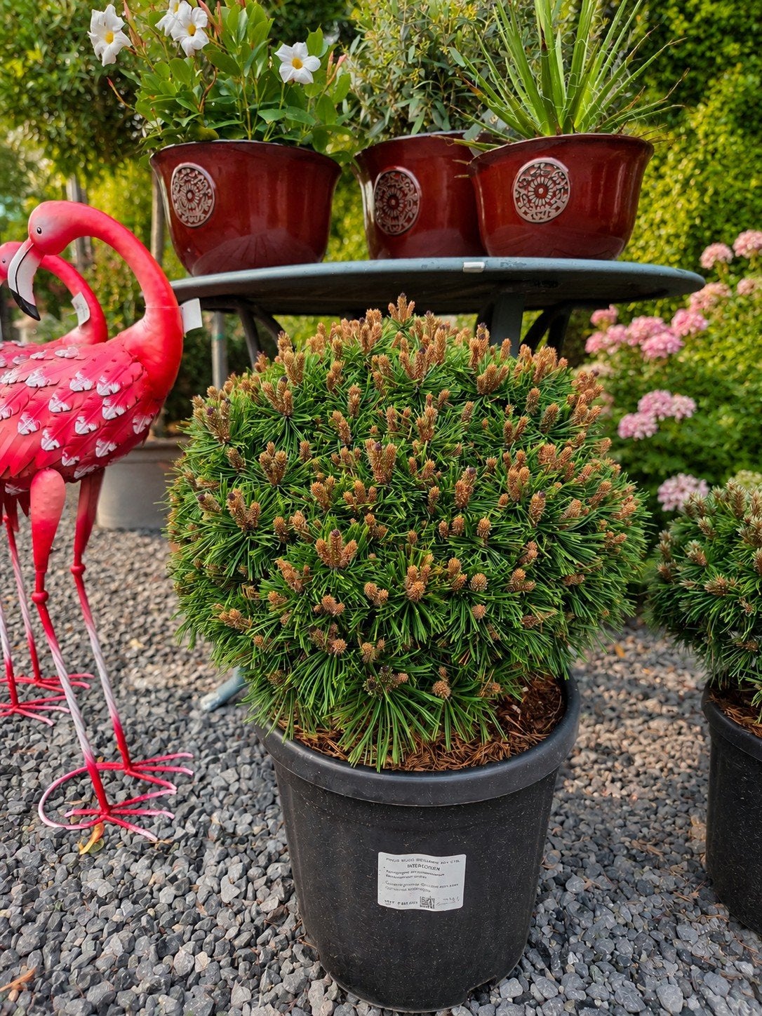 Pinus Mugo Benjamin, Tuin en Terras, Ophalen