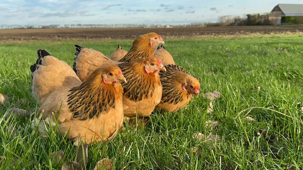 Jonge tamme Brahma kriel kippen gesekst en ingeënt, Dieren en Toebehoren, Pluimvee