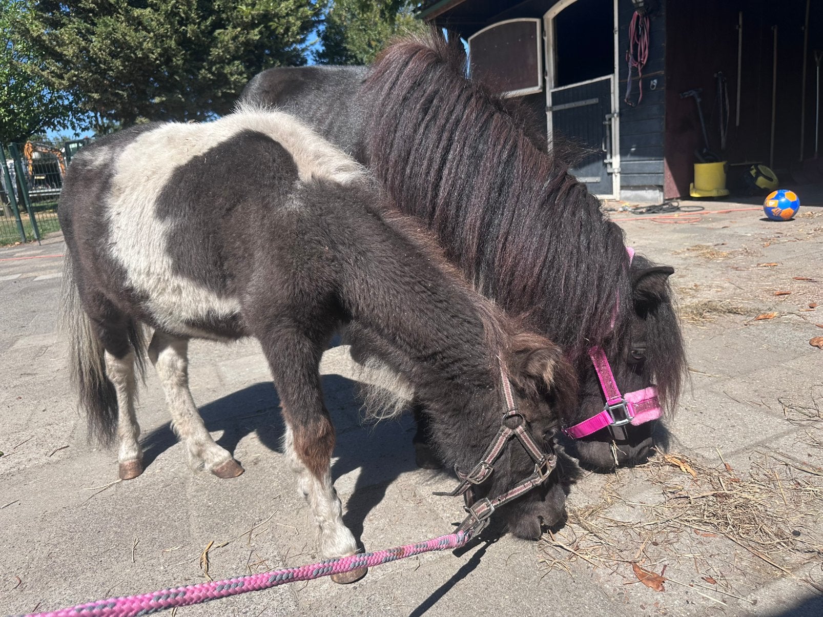 Shetlander koppel te koop, Animaux & Accessoires, Poneys, Avec pedigree, Poney A (jusqu'à 1.17 m), Étalon, 0 à 2 ans