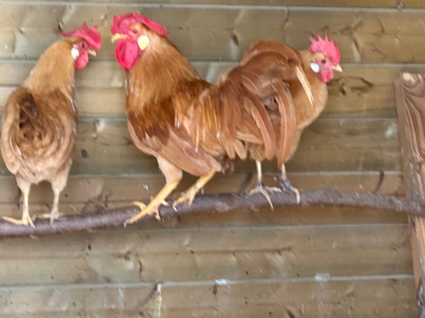 Legkippen en sierkippen heel het weekend in Rillaar, Dieren en Toebehoren