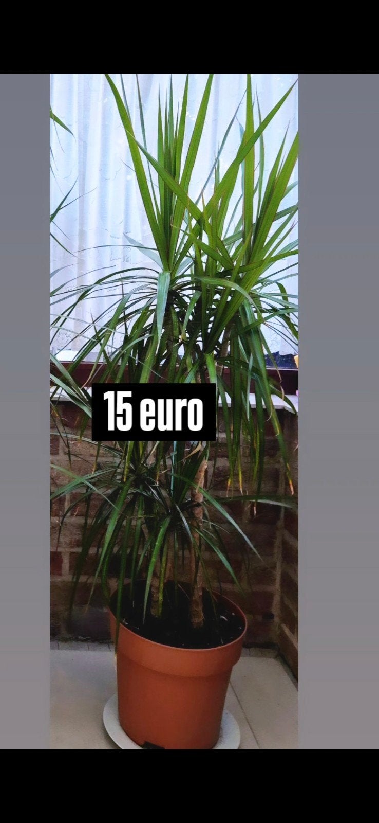 kamer planten, Maison & Meubles, Enlèvement