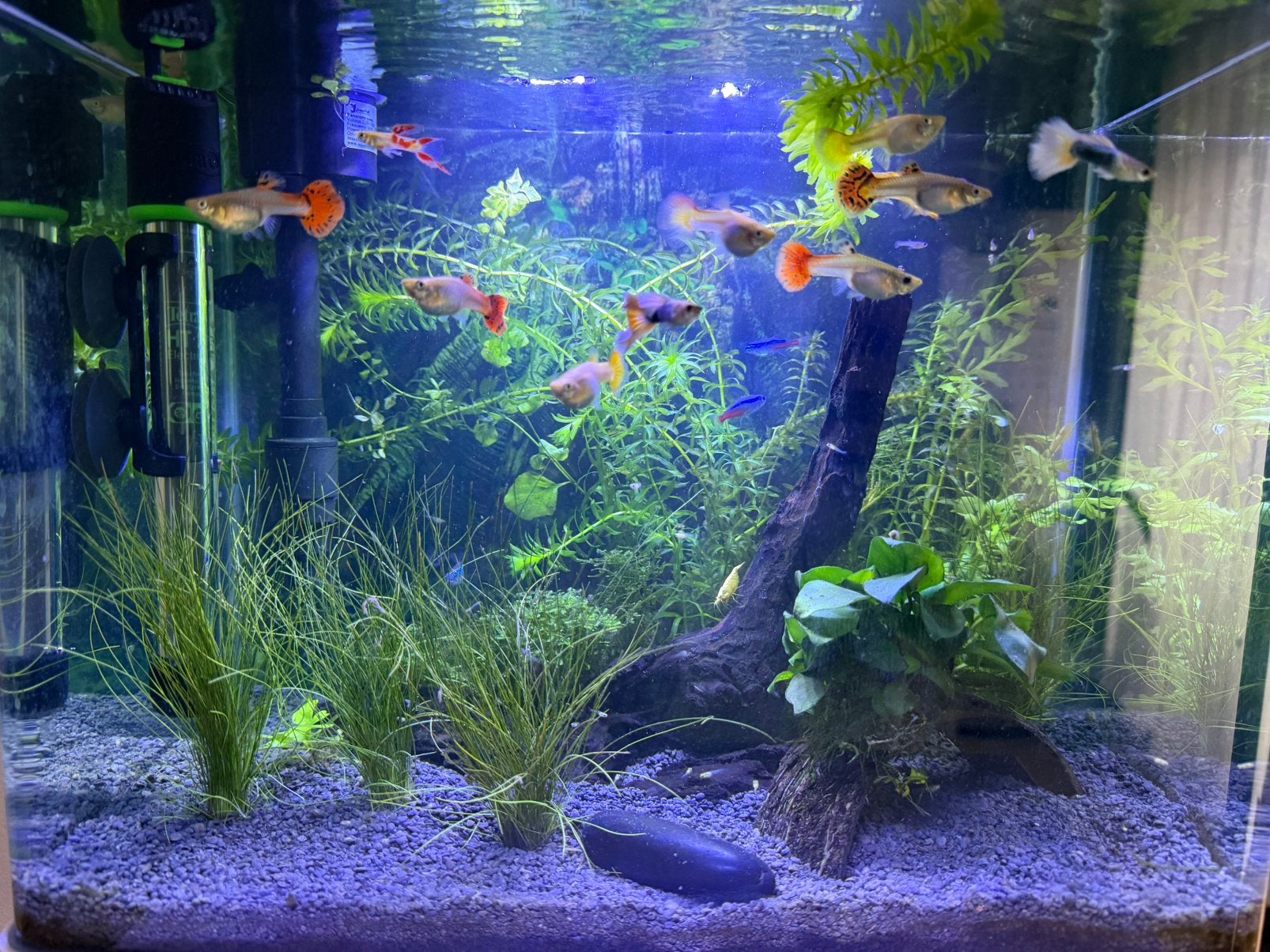 Gratis guppy vrouwtjes, Animaux & Accessoires, Enlèvement, Comme neuf
