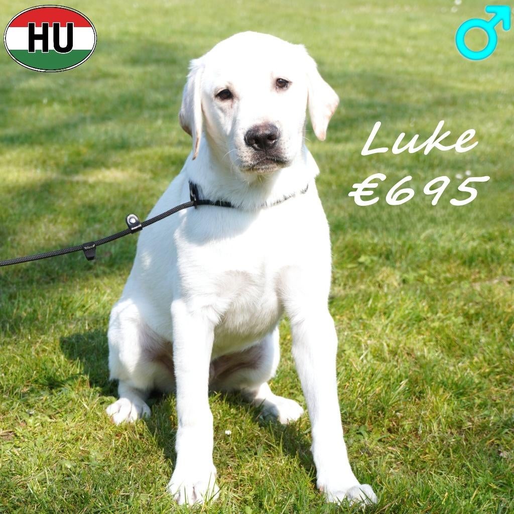 Luke, Labrador (reu) te koop, Dieren en Toebehoren, Honden | Retrievers, Spaniëls en Waterhonden, België, 15 weken tot 1 jaar