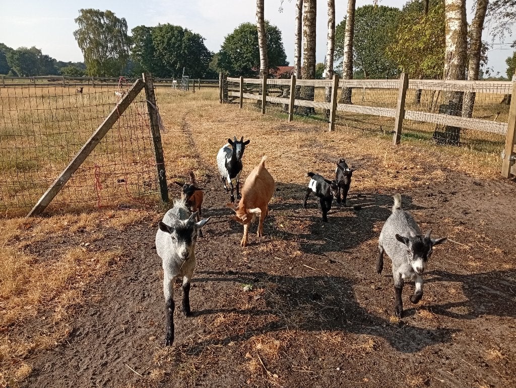 Bokjes te koop, Mâle, Chèvre, 0 à 2 ans