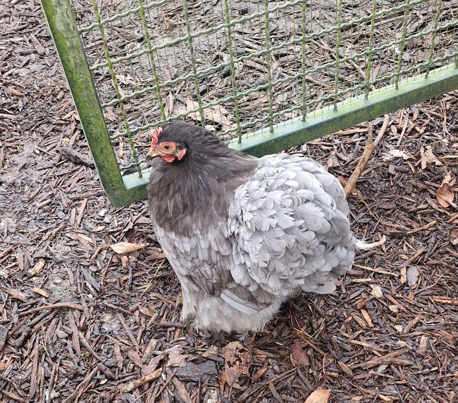 cochin kriel, Dieren en Toebehoren, Pluimvee, Meerdere dieren, Kip