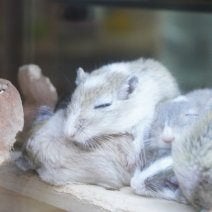 Mongoolse gerbil, Dieren en Toebehoren, Knaagdieren, Juni, Meerdere dieren, Overige typen