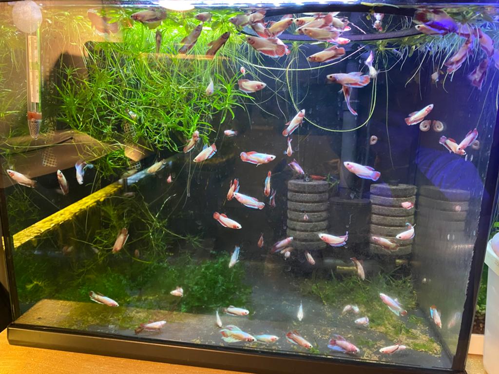 Prochainement — Homebred Betta's, Animaux & Accessoires, Enlèvement, Comme neuf