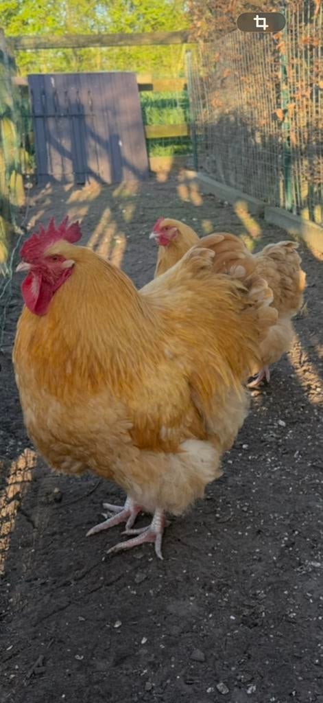 Orpigtonhen en haan
