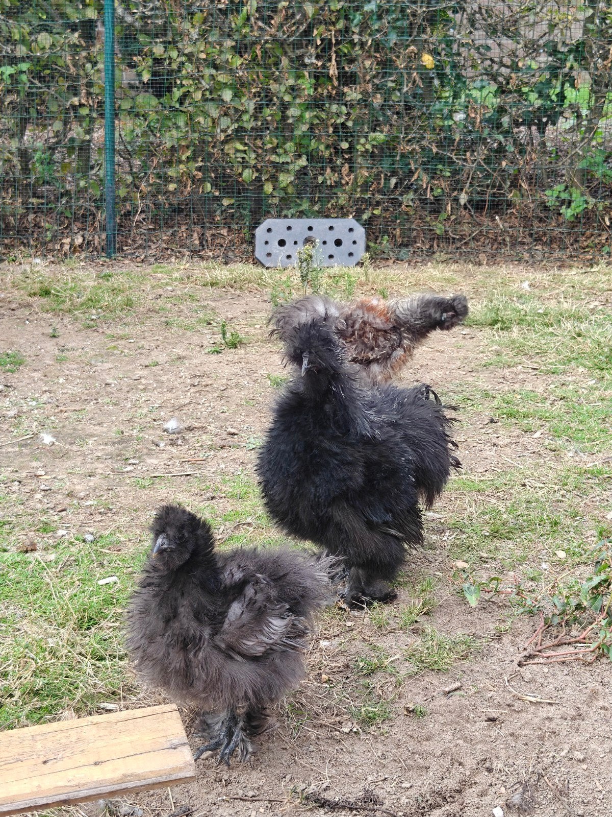zijdehoen haan, Animaux & Accessoires, Mâle, Poule ou poulet