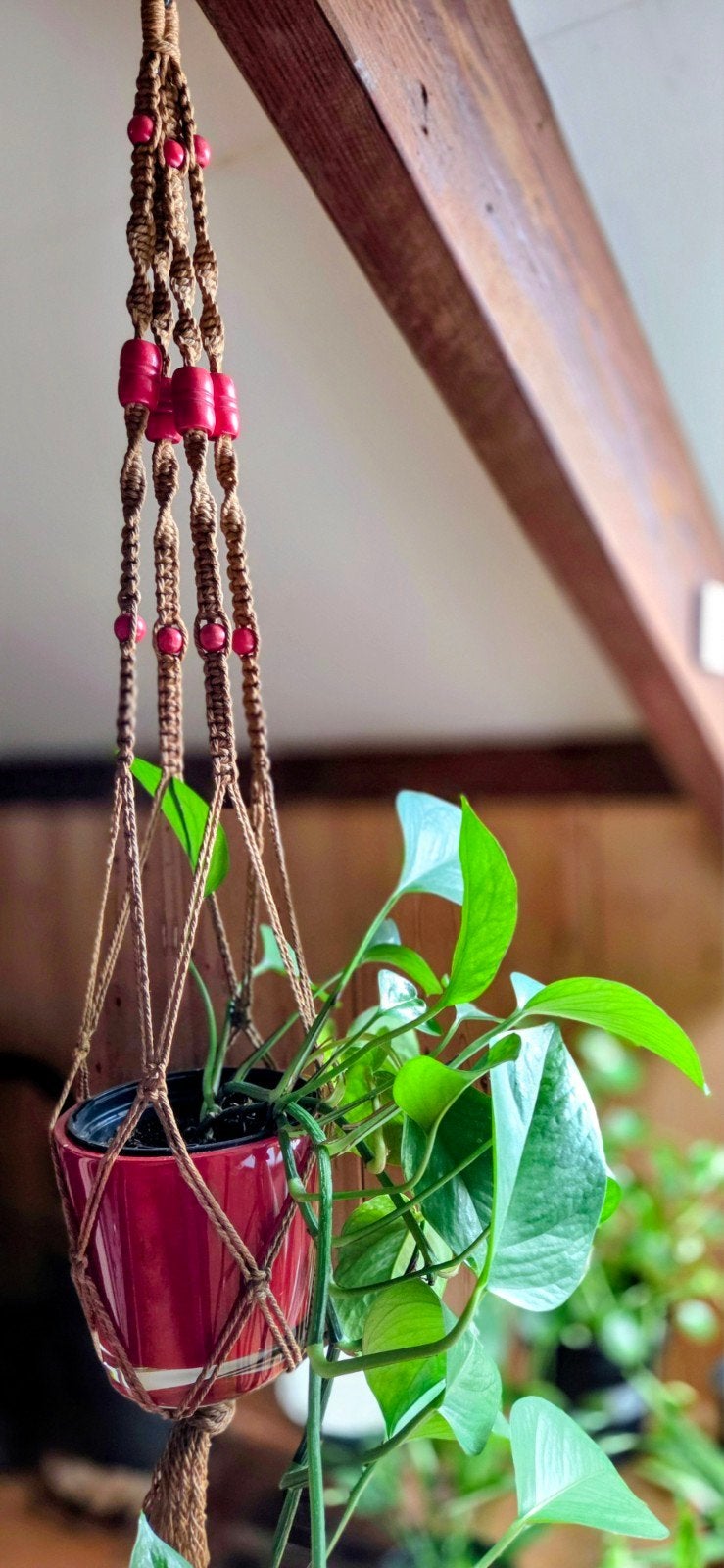 Lierre dragon, Maison & Meubles, Plantes d'intérieur, Enlèvement