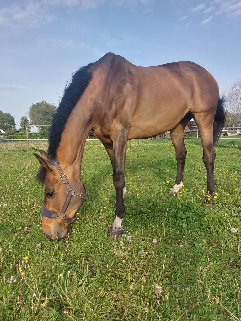 Ervaren sportpaard, Dieren en Toebehoren, Merrie