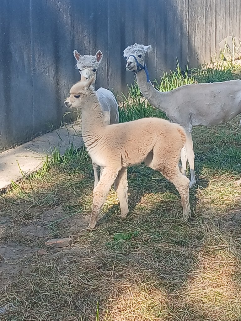 Alpaca, Dieren en Toebehoren, Overige Dieren, Mei, Mannelijk