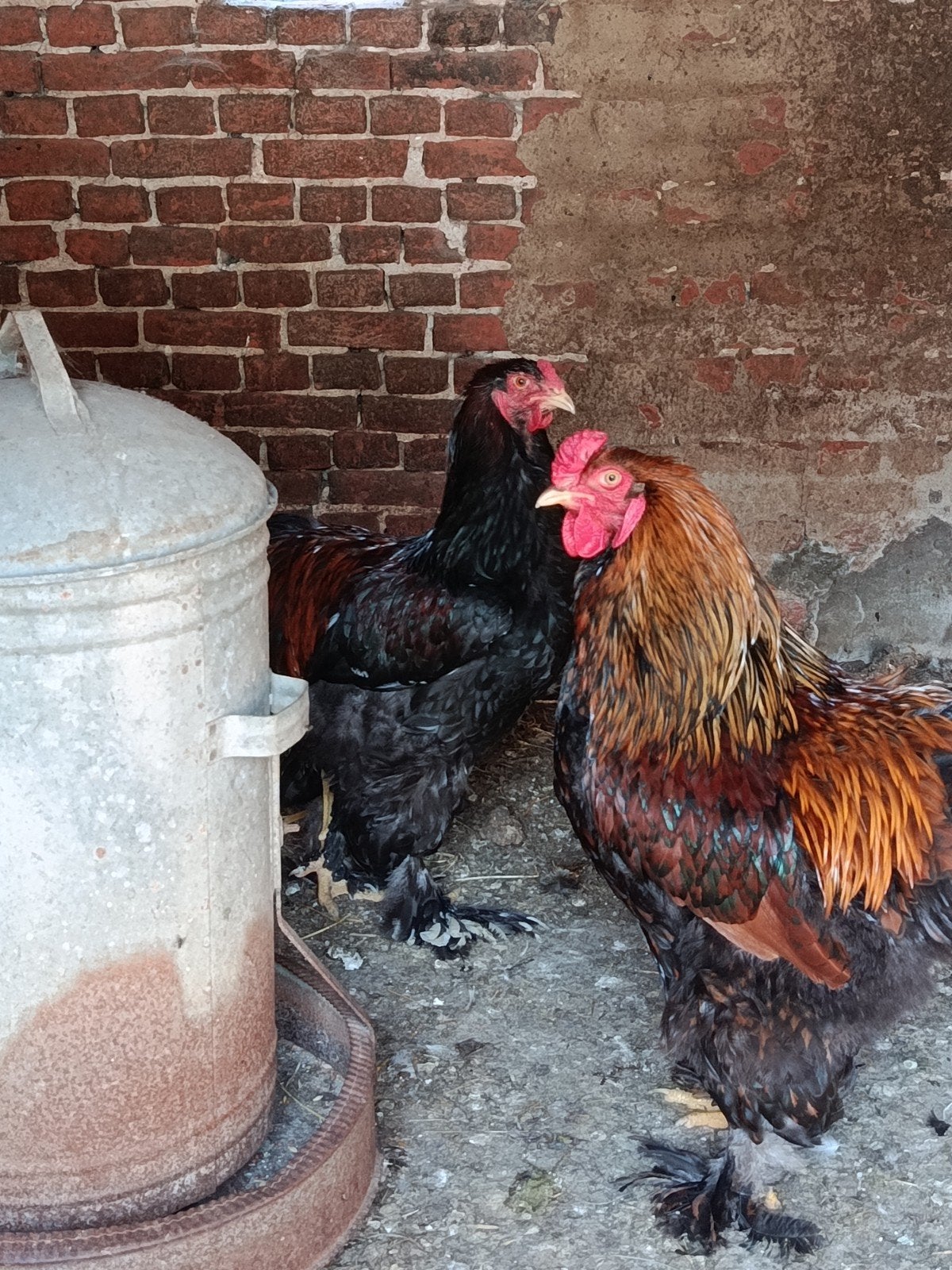 Brahma groothoender hanen, Mâle, Poule ou poulet