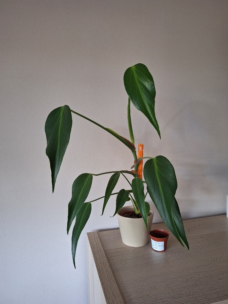 monstera burle marx flame, Huis en Inrichting, Kamerplanten, Ophalen