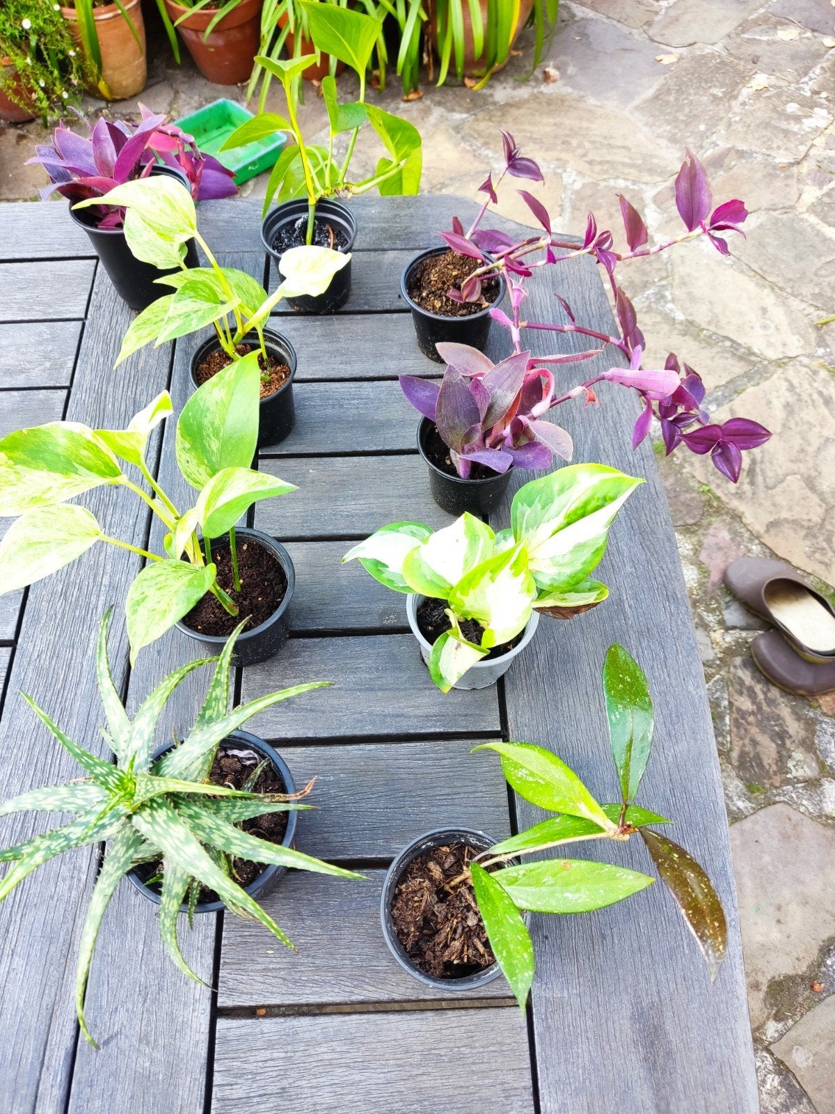 kamerplanten, Tuin en Terras, Ophalen