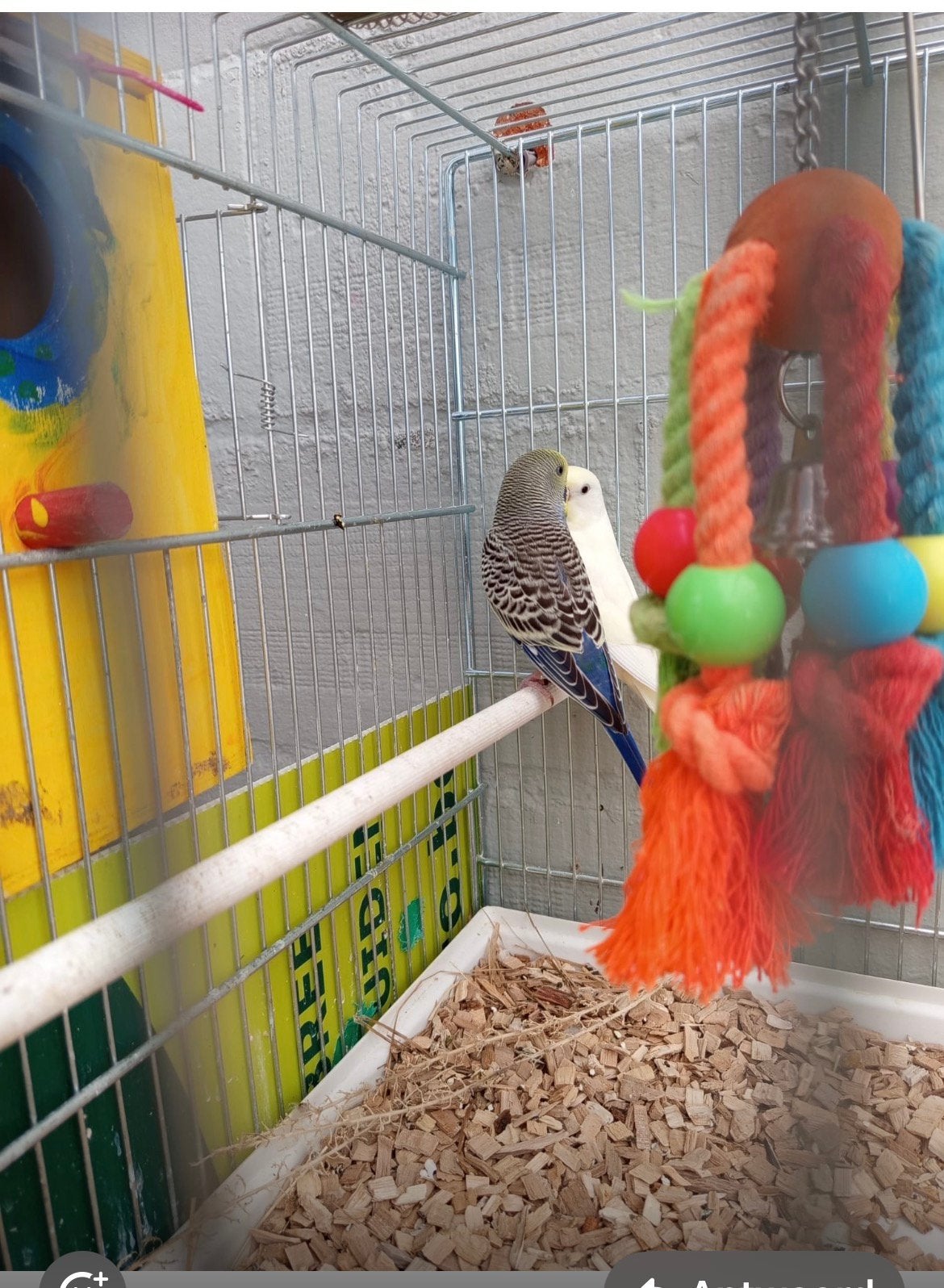 Vogels te koop, Plusieurs animaux, Domestique