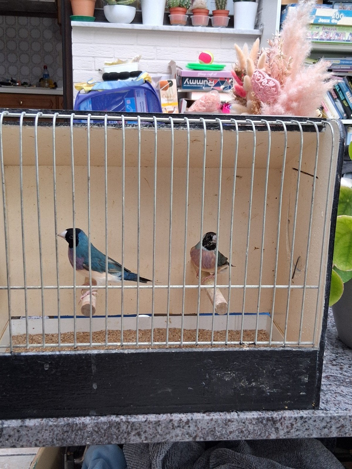 Gouldamandines (blauw), Dieren en Toebehoren, Vogels | Overige Vogels