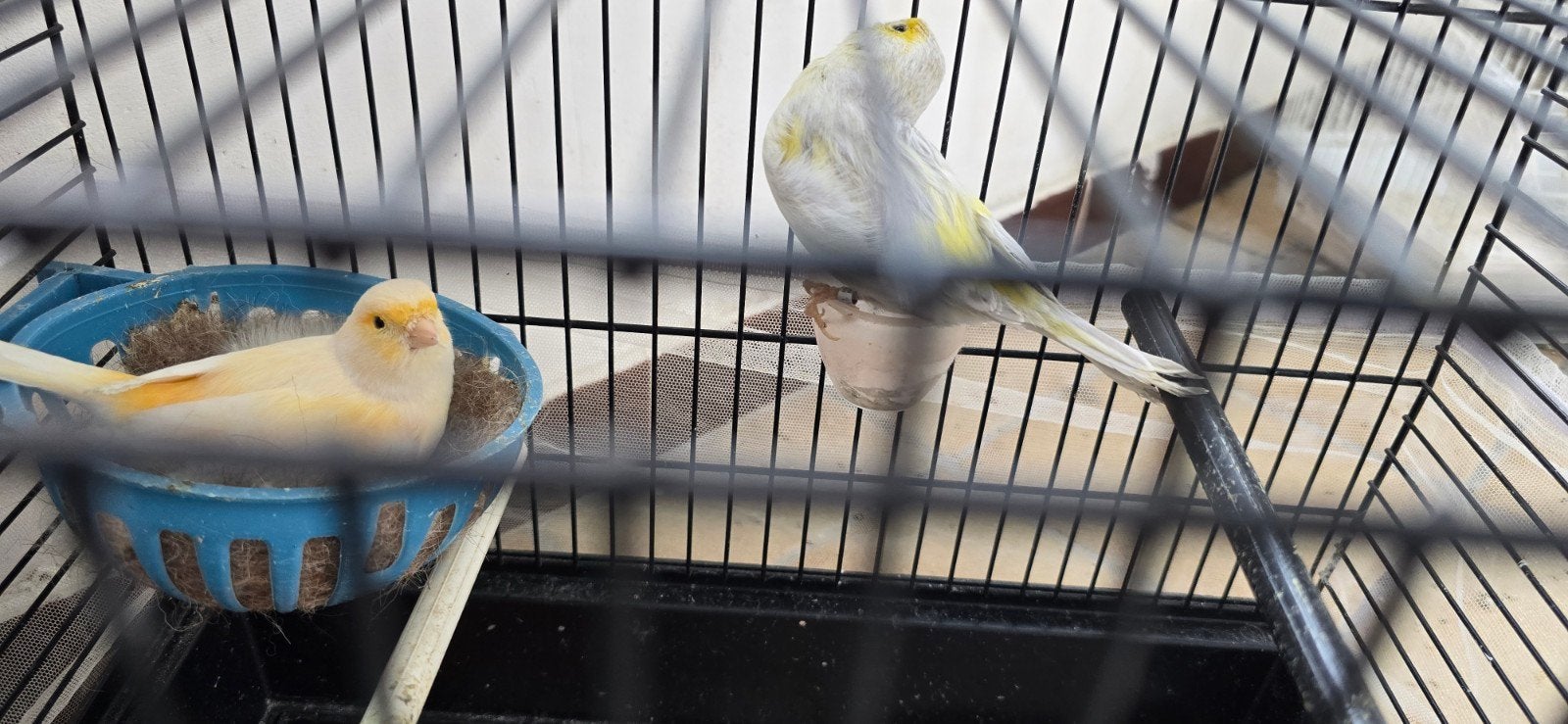 Koppel kanarie, Dieren en Toebehoren, Vogels | Overige Vogels