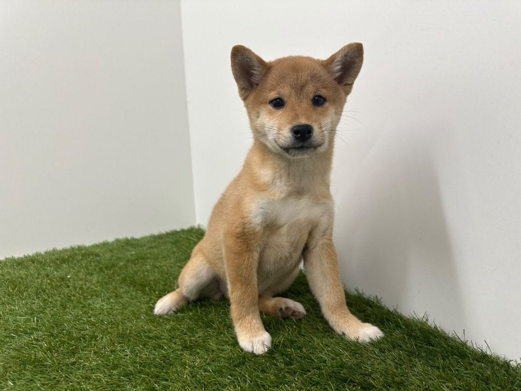 Nestje Shiba Inu, België, Overige rassen, 8 tot 15 weken, CDV (hondenziekte)