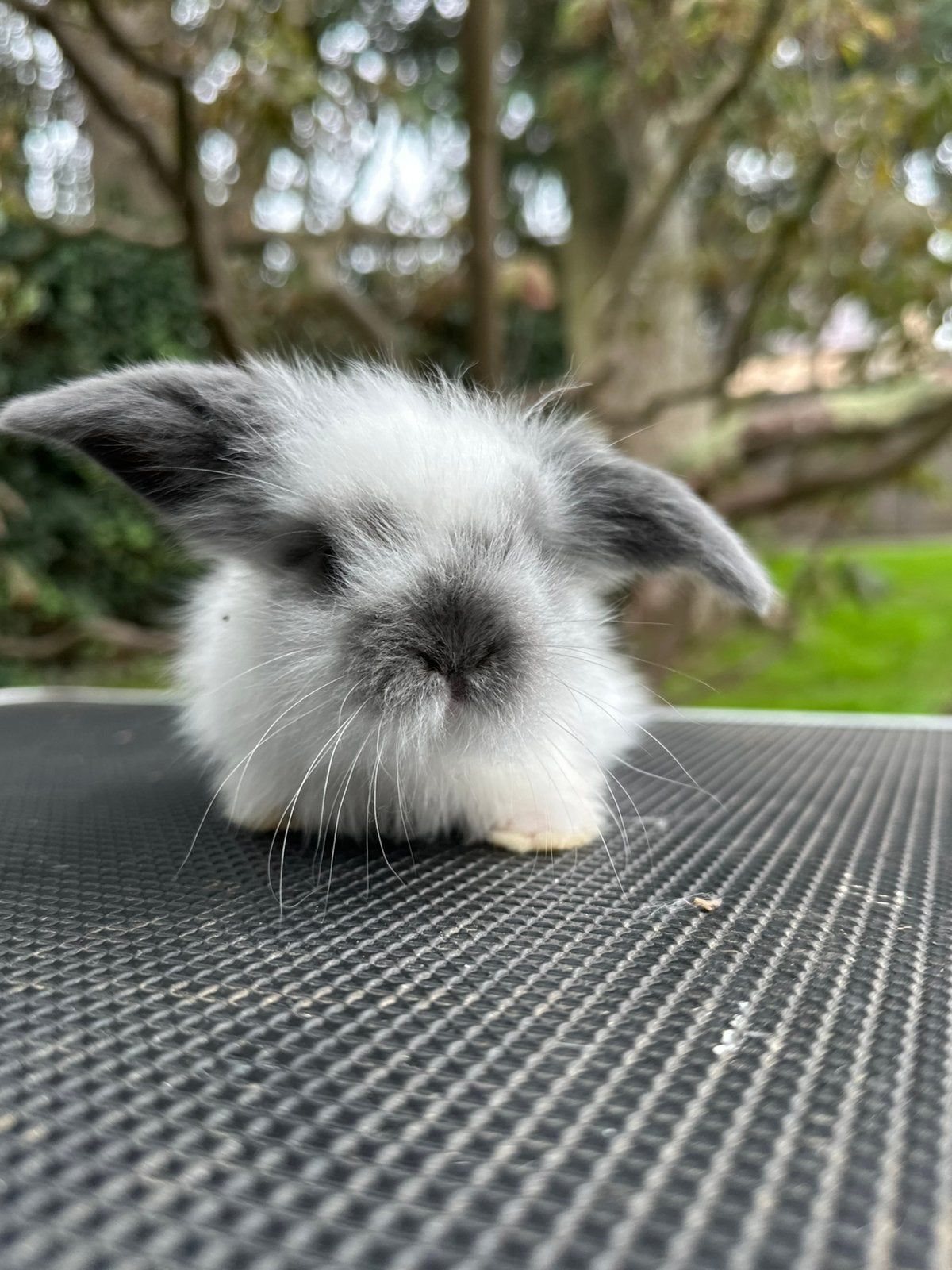 Lionlop rammetje, Dieren en Toebehoren, Klein, Hangoor