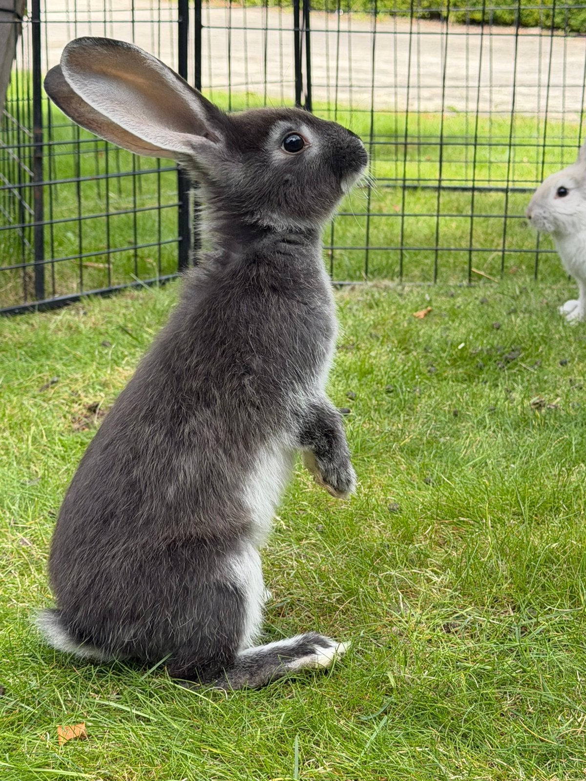 Lief duitse reus rammetje, Dieren en Toebehoren