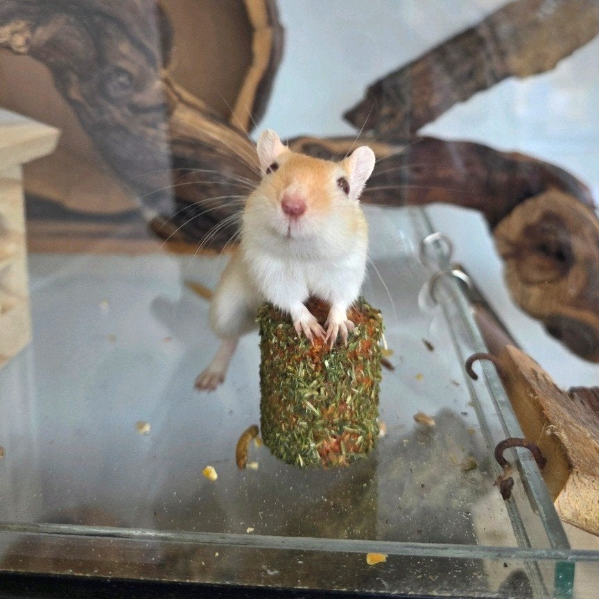 SPOED! Nieuw thuis gezocht voor 4 gerbils!, Dieren en Toebehoren, Knaagdieren, Vrouwelijk, Overige typen, Januari
