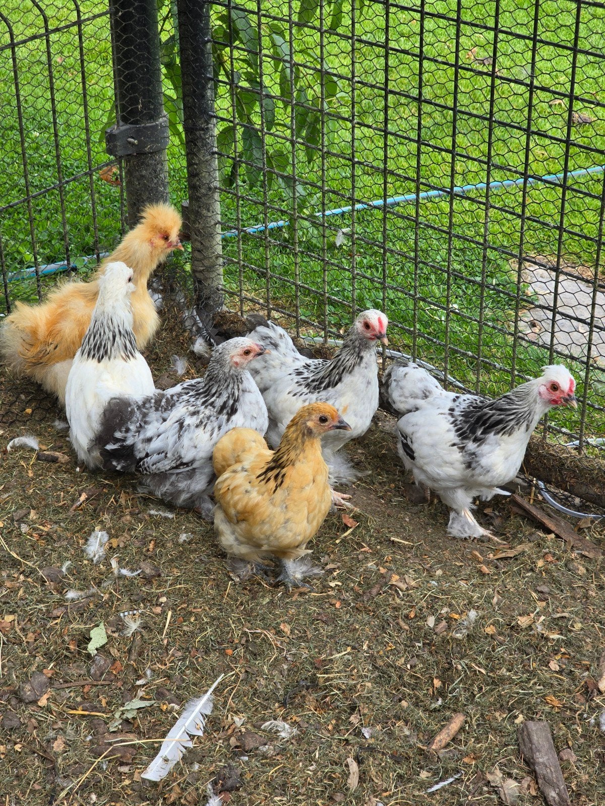 Belles nanas à vendre âgées de 8 à 9 semaines, Animaux & Accessoires
