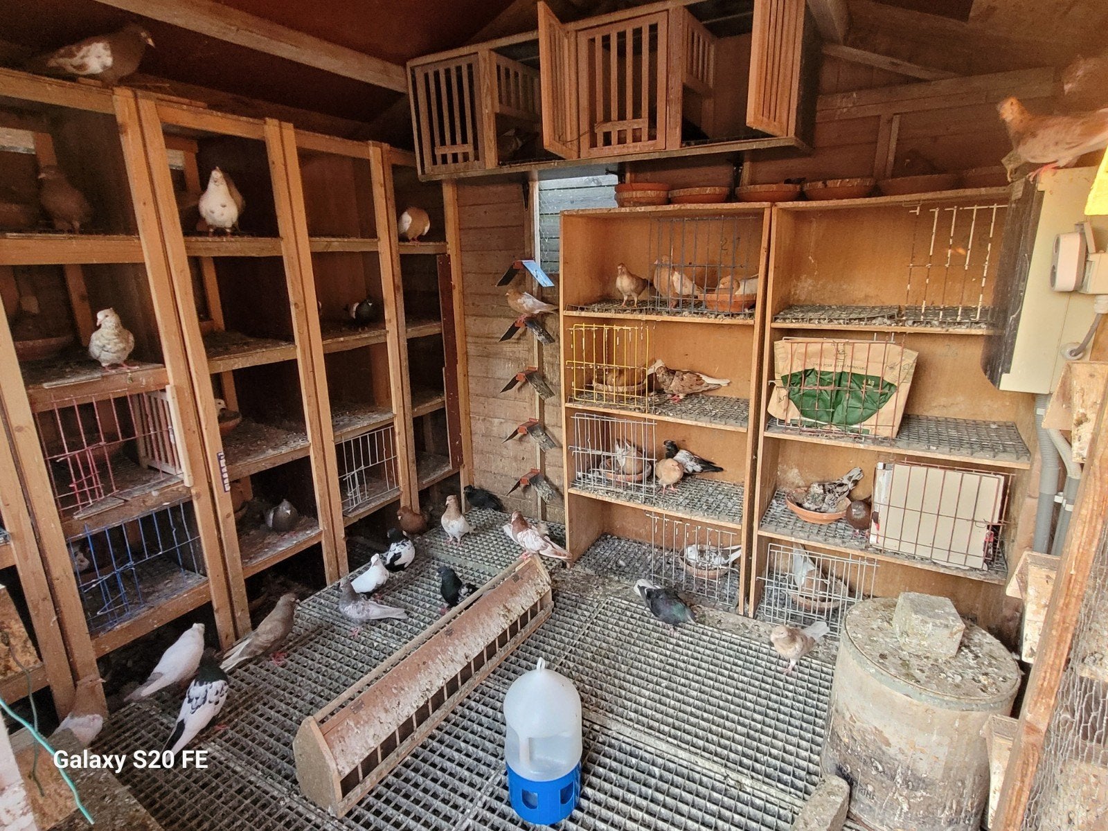 Mooie Iraanse Duiven (کفتر ایرانی), Dieren en Toebehoren, Vogels | Duiven