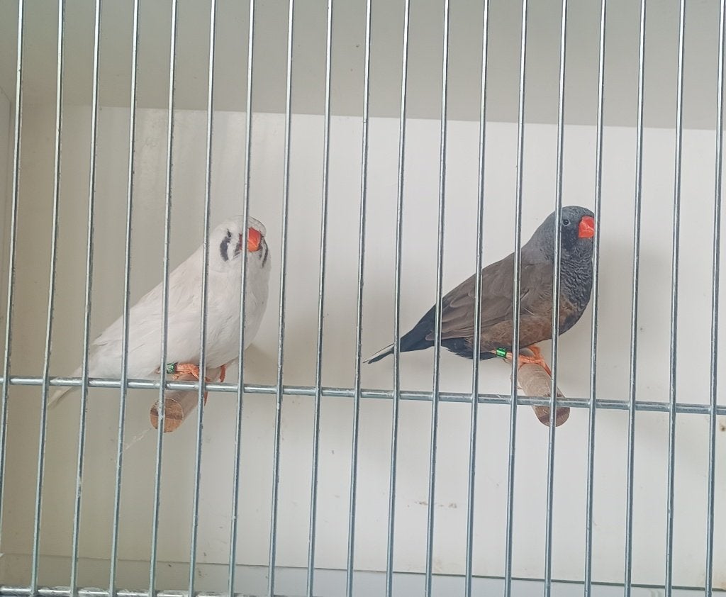 koppel charcoal zebravinken, Animaux & Accessoires, Oiseaux | Oiseaux Autre, Oiseau tropical, Plusieurs animaux, Domestique, Bagué
