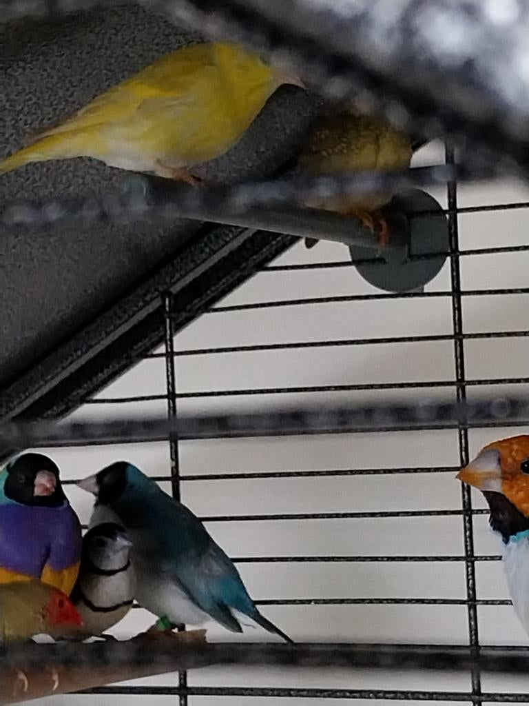Gouldamadines