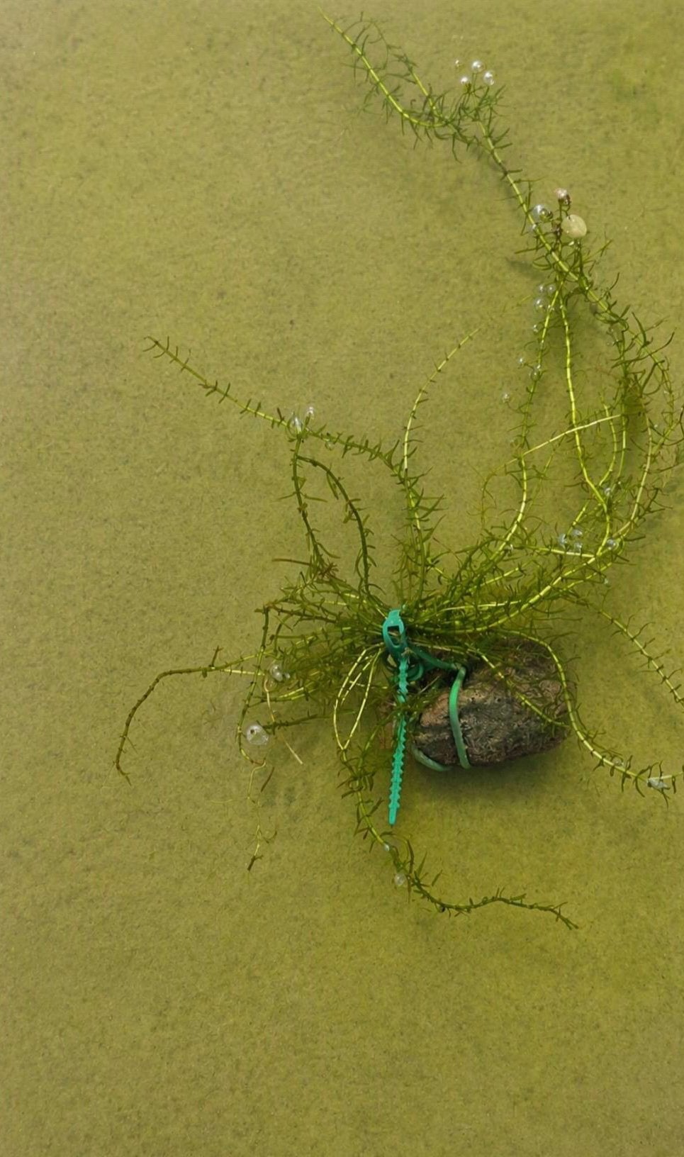 Waterpest (Elodea) – ideaal voor vijver of aquarium, Tuin en Terras, Ophalen, Zo goed als nieuw