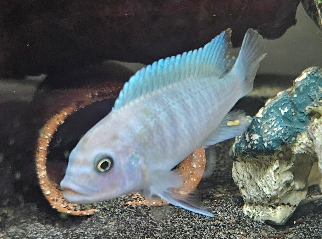Cichlidés Maylandia Estherae Minos Reef Malawi, Poisson, Poisson d'eau douce