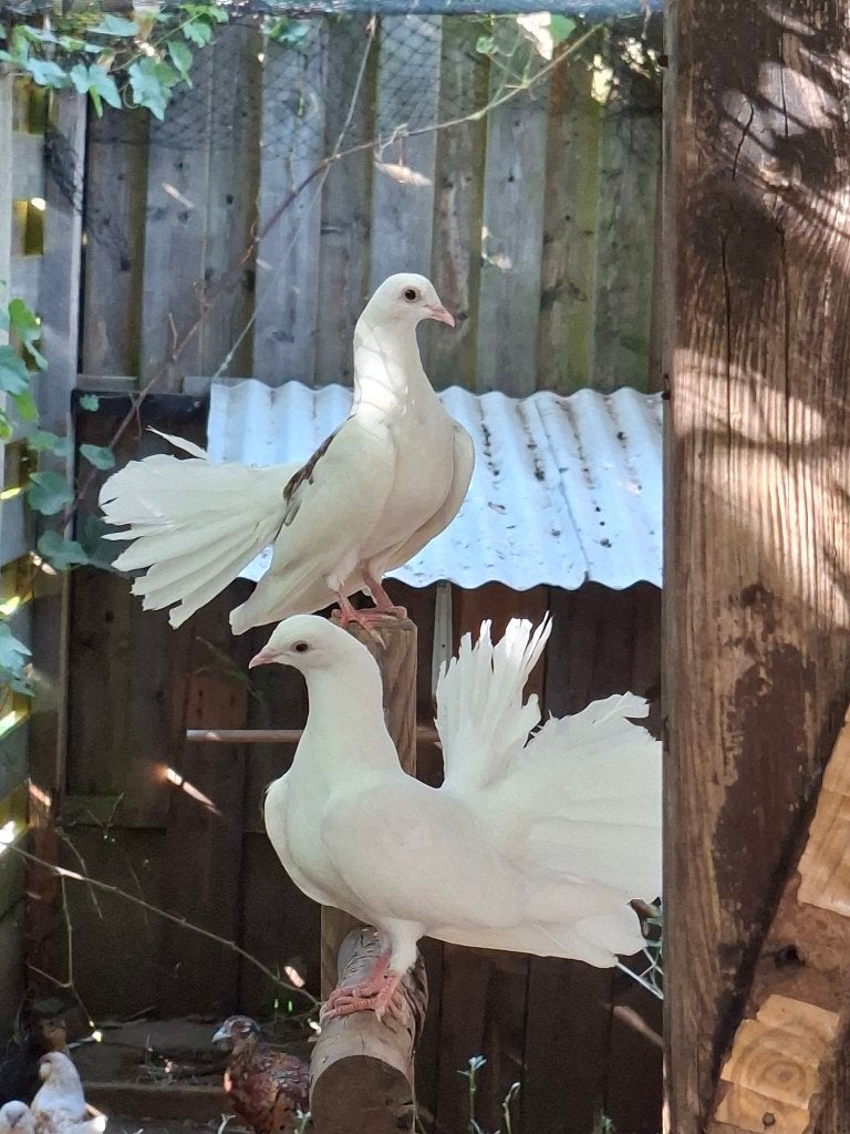 pluimvee, Animaux & Accessoires, Oiseaux | Pigeons, Autres espèces