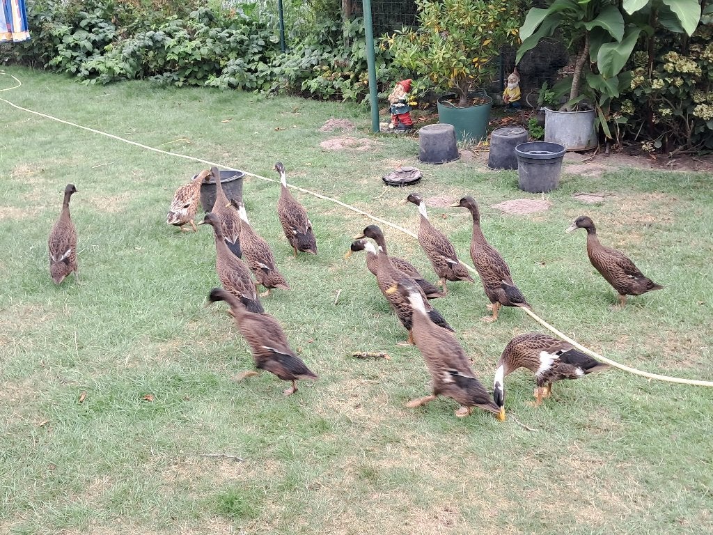 Loopeenden te koop, Meerdere dieren, Eend